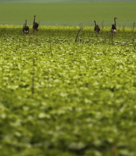 CMN passa a exigir fotos com localização comprovada em seguro rural