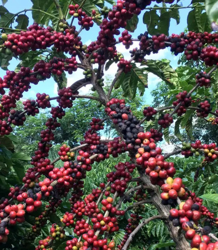 Exigências regulatórias da UE podem embarreirar pequenos cafeicultores