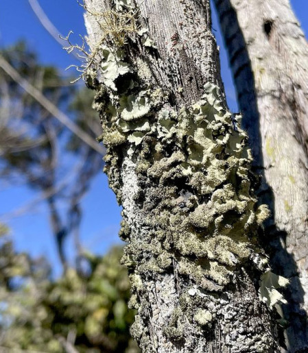 Reserva Ecológica do IBGE no DF passa a ter gestão apoiada pelo ICMBio