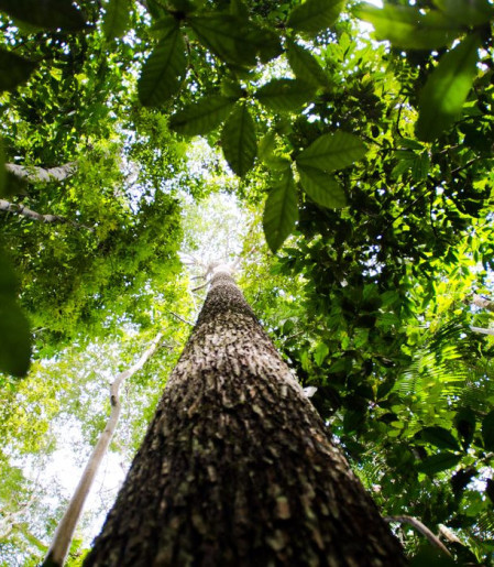 BNDES busca mobilizar até R$ 6 bi para mercado de crédito de carbono