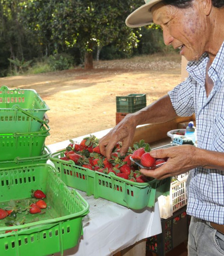 Finep vai pagar R$ 220 milhões para inovações em agricultura familiar 