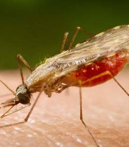 Cientistas da Fiocruz podem produzir vacina completa contra a malária