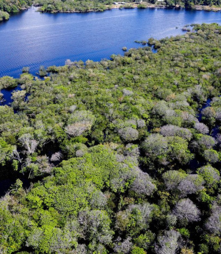 Alertas de desmatamento na Amazônia caem 35% em junho de 2026