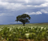 Crédito rural financiou R$ 92,4 bi em áreas com alertas ambientais