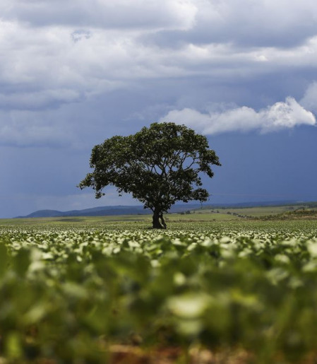 Crédito rural financiou R$ 92,4 bi em áreas com alertas ambientais