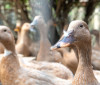Sanciona lei que proíbe produção e comercialização de fois gras 