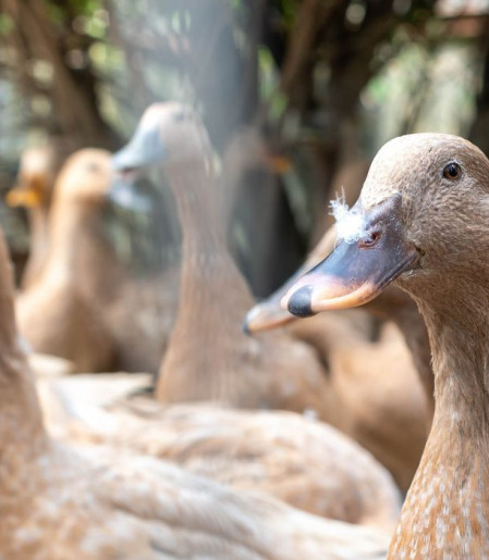Sanciona lei que proíbe produção e comercialização de fois gras 