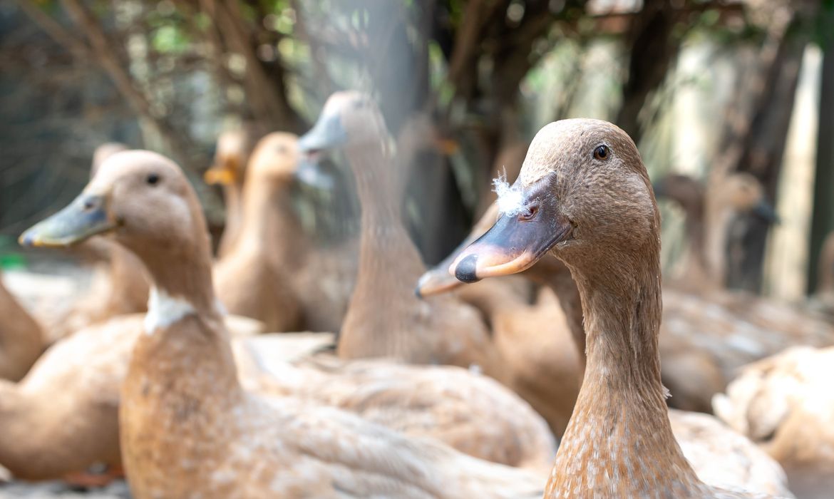 Sanciona lei que proíbe produção e comercialização de fois gras 