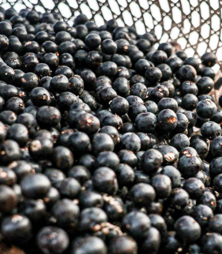 China facilita exportação de polpas e frutas congeladas brasileiras