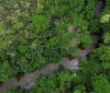 Projeto busca restaurar 600 mil hectares de vegetação nativa no Brasil