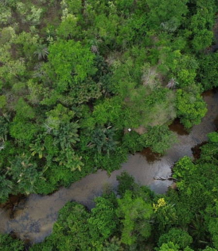 Projeto busca restaurar 600 mil hectares de vegetação nativa no Brasil