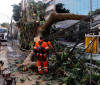 Rede elétrica mais resiliente requer investimento de concessionárias