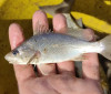 Cientistas identificam taxa recorde de deformações em peixes do ES