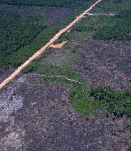 Desmatamento na Amazônia cai 36,87% no último ano