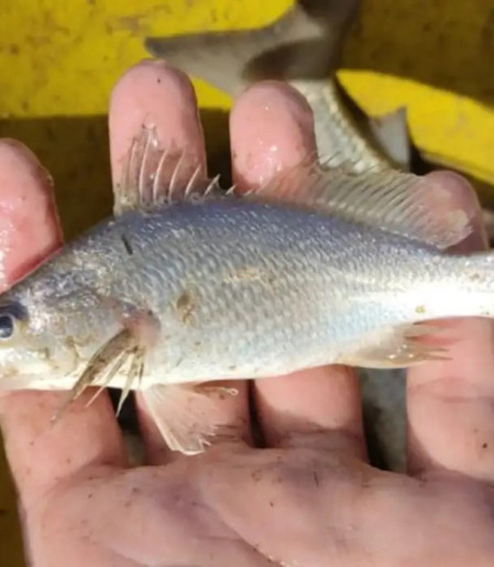 Cientistas identificam taxa recorde de deformações em peixes do ES