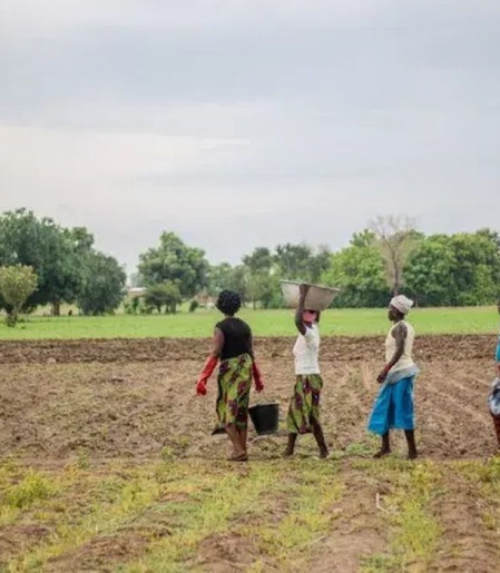 Grande Muralha Verde restaura 1,66 milhão de hectares na África