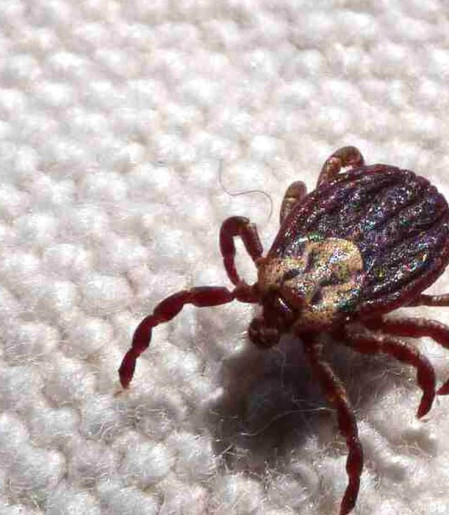 SP registra 18 mortes por febre maculosa em 19 casos confirmados