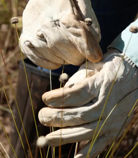 Pesquisadores encontram plantas consideradas extintas há 30 anos