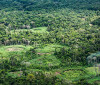 Amazônia: indígenas catalogam espécies para proteger biodiversidade