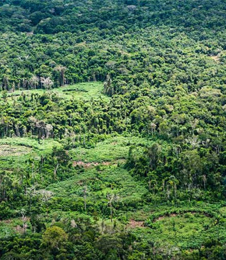 Amazônia: indígenas catalogam espécies para proteger biodiversidade