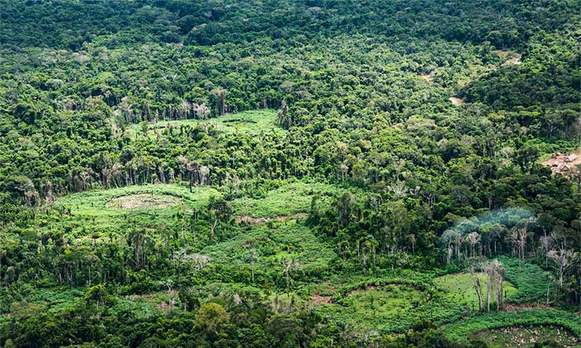 Amazônia: indígenas catalogam espécies para proteger biodiversidade