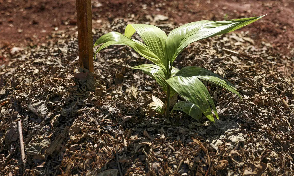 Embrapa entrega propostas de agricultura sustentável para candidatos
