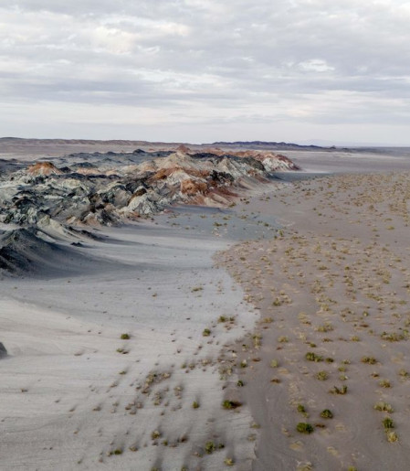 Fungos podem restaurar terras degradadas e combater crise climática