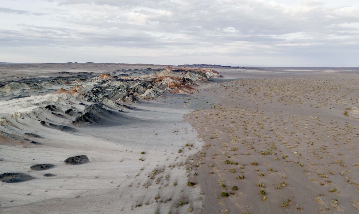 Fungos podem restaurar terras degradadas e combater crise climática