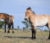 Takhi, o cavalo selvagem que virou símbolo de restauração na Mongólia
