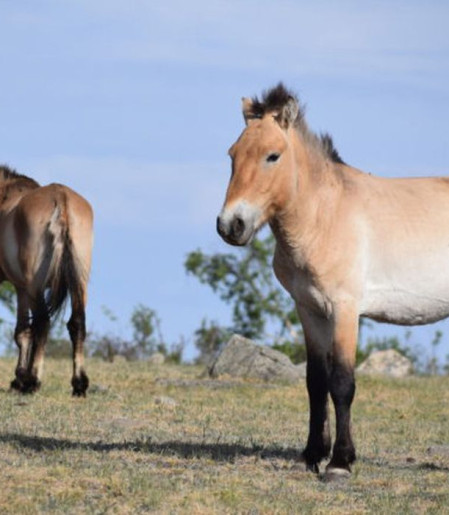 Takhi, o cavalo selvagem que virou símbolo de restauração na Mongólia