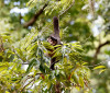 Entidade cobra compromisso de candidatos com direitos da natureza