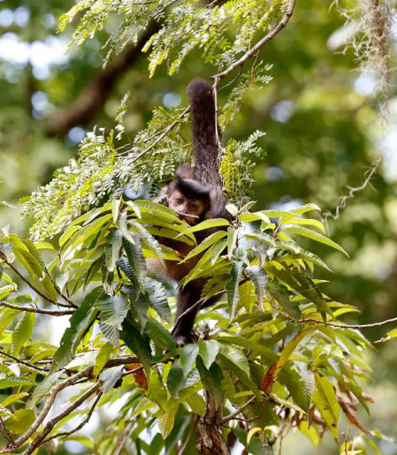 Entidade cobra compromisso de candidatos com direitos da natureza