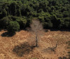 Depois da COP17, Brasil é cobrado a efetivar metas de restauração