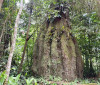 Competitividade do mercado de carbono moderniza conservação florestal