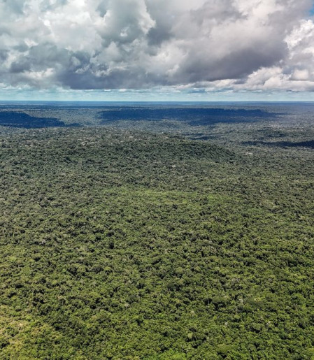 Reino Unido anuncia 400 mi de libras para Fundo Florestas Tropicais