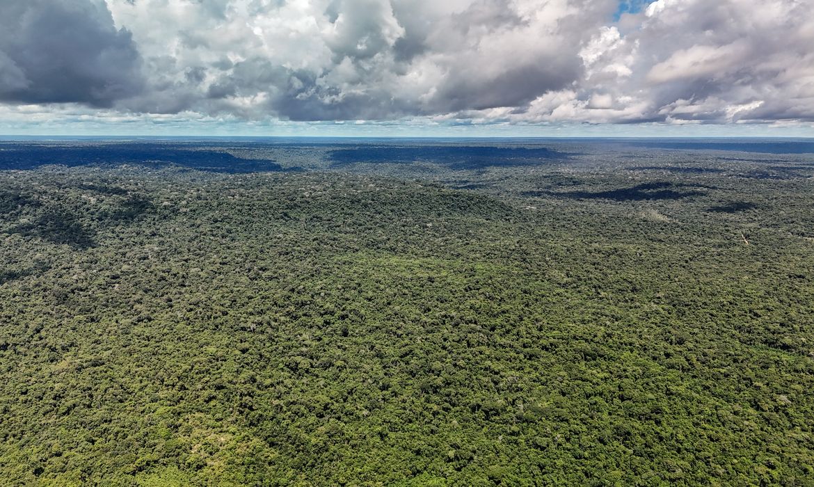 Reino Unido anuncia 400 mi de libras para Fundo Florestas Tropicais