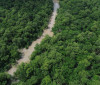 No Dia da Amazônia, campanha pede que eleitor vote por floresta em pé