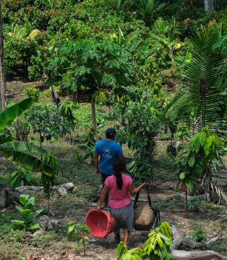 Da Amazônia ao Chaco, América Latina tem desafios com clima e terra
