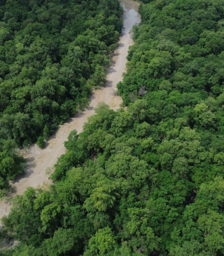 No Dia da Amazônia, campanha pede que eleitor vote por floresta em pé