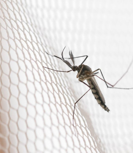 Cidades do noroeste de SP têm maior incidência de casos de dengue