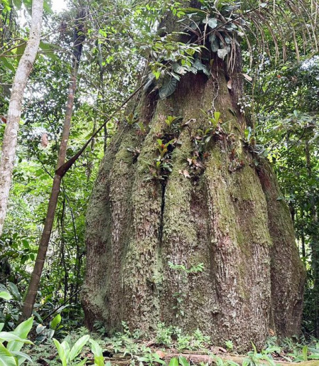 Amazonas ganha quatro reservas de desenvolvimento sustentável