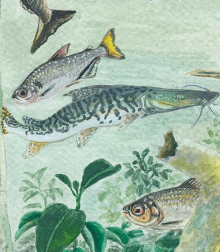 Amazônia tem mais de 2,7 mil espécies de peixes, aponta estudo