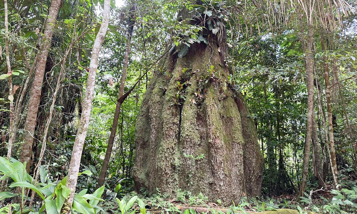 Amazonas ganha quatro reservas de desenvolvimento sustentável
