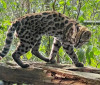 Nova espécie de felino é identificada em florestas da Bolívia