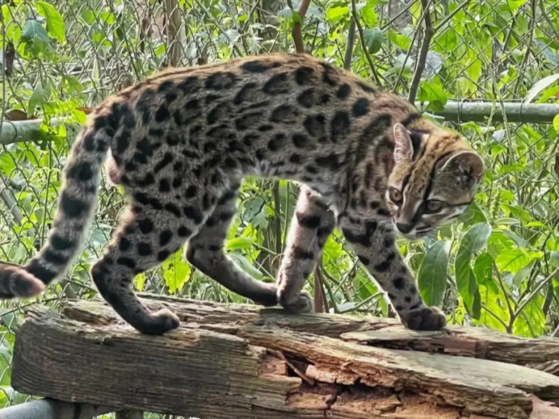 Nova espécie de felino é identificada em florestas da Bolívia