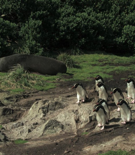 Série documental Criaturas do Grande Azul estreia na TV Brasil