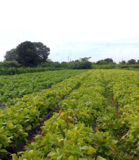 SeguranÃ§a alimentar e povos indÃ­genas tÃªm R$ 64,3 milhÃµes em crÃ©dito