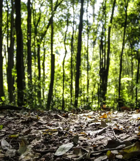 Produção florestal no país alcança recorde de R$ 47,9 bilhões em 2025