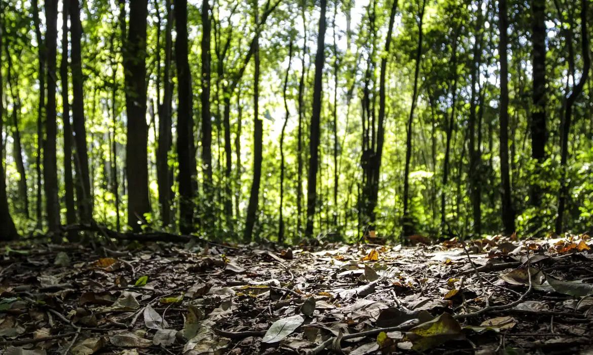 Produção florestal no país alcança recorde de R$ 47,9 bilhões em 2025