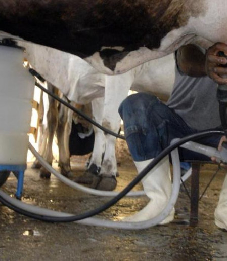Produção de leite bate recorde mesmo com redução de vacas ordenhadas